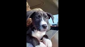 18.01.2021 · charlotte, nc, 28203. 5 Adorable Pups To Adopt Now In Charlotte Wcnc Com
