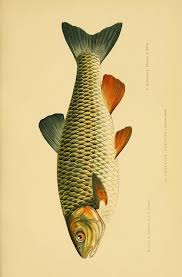 Natural History Illustration Fish 15 Best Ideas Fish Illustration Fish Art Fish Drawings