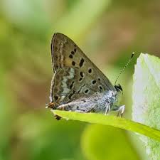 Image result for Millettia psilopetala