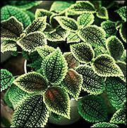 You may be thinking that all houseplants are low light tolerant, but this isn't necessarily so. Lighting Indoor Houseplants Mu Extension