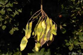 Image result for Xeroderris stuhlmannii