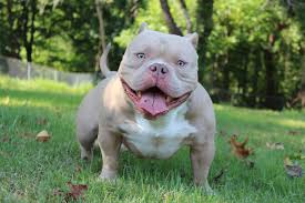 Southeast Bully Kennels