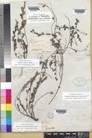 Image result for Phyllanthus ovalifolius