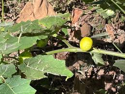 Image result for Solanum viarum