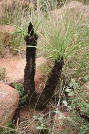 Image result for Xerophyta zimbabwensis