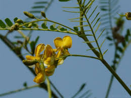 Image result for Sesbania sesban