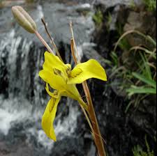 Image result for Moraea elliotii