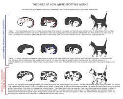 Oct 06, 2016 · the magpie murders by anthony horowitz is a 2017 harper publication. Beautiful Bicolours Tuxedo And Magpie Cats Feline Anatomy Cats Feline