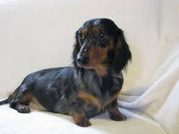 Black And Tan Dapple Longhair Dachshund Quoteko Com Dapple Dachshund Miniature Dachshund Dachshund