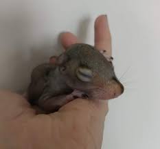 He was only about 4 weeks old at the time i found him. First Baby Squirrel Of The Year Contest Philadelphia Metro Wildlife Center