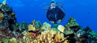 7 Top Dive Sites Around Hawaii S Big Island