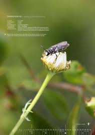 Wildbienen Und Bluhkalender 2016 12 Heimische Wildbienen Arten Die In Unseren Garten Haufig Vorkommen Werden Vorgestellt Ei Wildbienen Bienen Mauerbienen