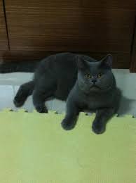 Pure Breed British Shorthair Petfinder My