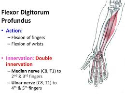 Here we discuss it's origin, insertion, innervation and function. Muscles Of The Anterior Forearm Ppt Download