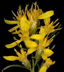 Image result for Eriosema burkei