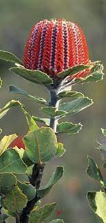 Scarlet Banksia White Flower Arrangements Strange Flowers Colorful Flowers