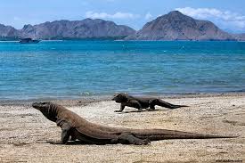 Image result for foto PULAU KOMODO