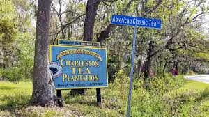 The charleston tea plantation, owned in part by. Charleston Tea Plantation Tour America S One And Only Tea Plantation Dang Travelers