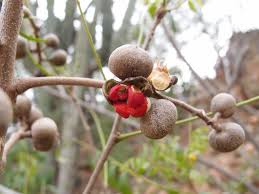 Image result for Trichilia capitata