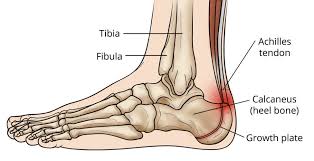 Tendon sheaths in the foot. Topographical Anatomy Of The Foot And Ankle Lateral Aspect And Nerves