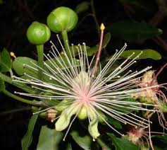 Image result for Capparis citrifolia
