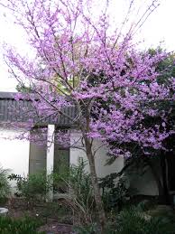 The orange blossom was selected as the state flower by the 1909 legislature. Winter Bloomers Hillsborough Extension Garden Blog