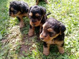 Image result for velšteriér