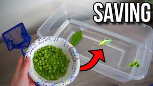 Feeding Lucky My Betta Fish Peas To Save Him Rescue Update Youtube