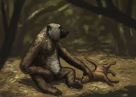 Image result for Nesaea polycephala