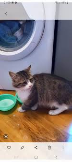 He has been hanging around for a few days now absolutely starving. I gave  him some milk as he wouldn't drink water and gave him some cat food he  devered it in