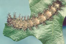 Image result for Ixora longipedunculata