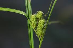Image result for Carex lycurus