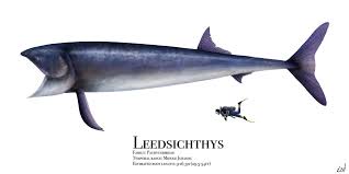 Leedsichthys) — род гигантских вымерших костных рыб юрского периода. Leedsichthys By Prehistorybyliam Prehistoric Animals Prehistoric Creatures Extinct Animals
