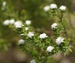 Image result for Phylica ericoides