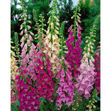 Digitalis is primarily a heart remedy. Digitalis Purpurea Foxy Pflanzen Fur Dich De 4 00