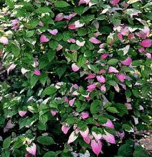 Permaculture Plants Kiwi