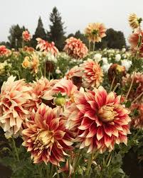 Dahlia Season Ig Lindsaymeyerharley Flowers Plants Plant Lady