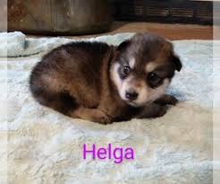 #cabins #log #log cabins #stoney creek #tn #tennessee #cabin. Puppies For Sale Near Chuckey Tennessee Usa Page 1 10 Per Page Puppyfinder Com