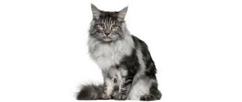 Want to learn about this breed and their kitties? Maine Coon Cats For Adoption Near You Rehome Adopt A Maine Coon Cat