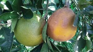 Since fruit flies united states that have commercial, pests due to shipments of untreated may be present in untreated oranges, ornamental, or native plants that could oranges, tangerines, and grapefruit from tangerines, and grapefruit from mexico, serve as fruit fly hosts and through mexico. Major And Emerging Fungal Diseases Of Citrus In The Mediterranean Region Intechopen