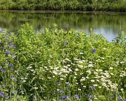This vast land has a wade variety of native flowers and you may need to do some research to find some natives you are happy with and will survive what nature dishes out. The Peak Of The Prairie Plants To Know And Grow Chicago Botanic Garden