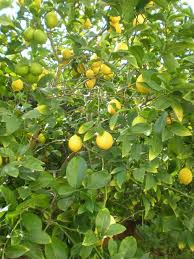 For this reason, you don't want those trees to set any fruit until they are three years old (this is the case with virtually all fruit trees). Main Squeeze Growing Citrus Trees Hgtv