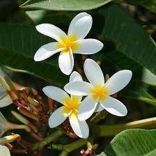 This is another tropical flower that has an amazing diversity of shapes, sizes, hues and also textures. Pin On Hawaii Plants