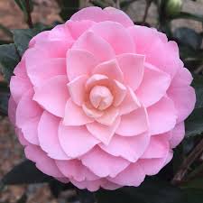 Image result for Camellia