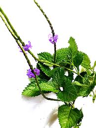 Image result for Stachytarpheta indica
