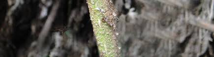 Image result for Pteris auquieri