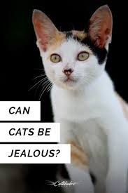 The first is that cats are territorial. Why Does My Cat Act Jealous Cats Cat Behavior Cat Advice