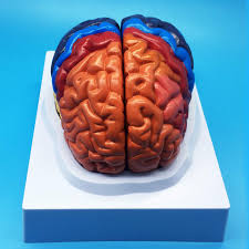 Brain by brian piper 9002 views. Learning Resources Life Size Human Brain Anatomical Model Color Coded Partitioned Brain Anatomically Accurate Brain Model For Science Classroom Study Display Teaching Model Amazon Com Industrial Scientific