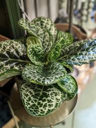 Image result for Streptocarpus leptopus