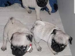 I strive for healthy pug puppies and only breed the best pug characteristics and traits possible. Pug Puppies For Sale For Sale Philippines Find New And Used Pug Puppies For Sale For Sale On Buyandsellph